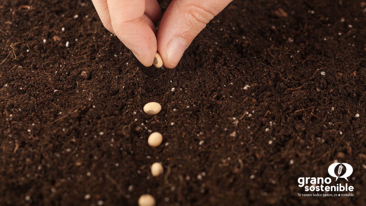 GranoSostenible's tweet image. 🌾¿Sabías que el uso de semillas sin control de calidad es una amenaza para los agricultores?
La #SemillaCertificada es la única que garantiza su calidad por medio de los controles oficiales.
Conoce más aquí 👇
granosostenible.org/semilla-certif…