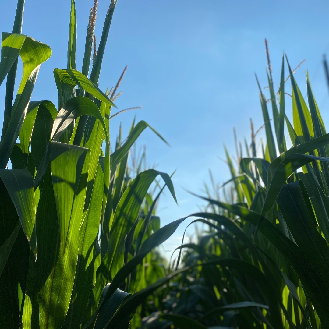 OSU_HortCropSci's tweet photo. Congratulations to Dr. Osler Ortez for receiving not one but two @ASA_CSSA_SSSA 2023 Outstanding Paper Awards for his work on abnormal corn ear development!

🌽 Check out the papers + get to know @OrtezCornCrops a bit better in our latest news story ⤵️  https://t.co/KyYAG6UFSM https://t.co/7xkNd41iXj