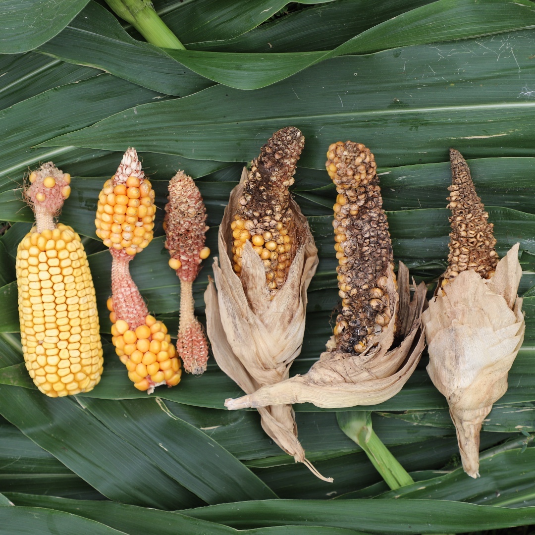 OSU_HortCropSci's tweet photo. Congratulations to Dr. Osler Ortez for receiving not one but two @ASA_CSSA_SSSA 2023 Outstanding Paper Awards for his work on abnormal corn ear development!

🌽 Check out the papers + get to know @OrtezCornCrops a bit better in our latest news story ⤵️  https://t.co/KyYAG6UFSM https://t.co/7xkNd41iXj
