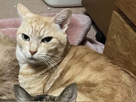 Nekochantantei's tweet photo. ⚠️ネコちゃんを探しています⚠️
見かけたら、DMお願いします🙏

名前 きなこくん
場所 福岡市中央区
体重 6〜7kg
種類 雑種
毛色 茶×白
特徴 尻尾の先が少し曲がっている

管理ID 23-1205C

⚠️拡散希望⚠️
#迷子猫ゼロ協会 #ネコちゃん探偵のプロ #迷子猫 #ペット探偵 #迷い猫 #福岡県 #福岡市 #中央区 https://t.co/0U60X7tIKo