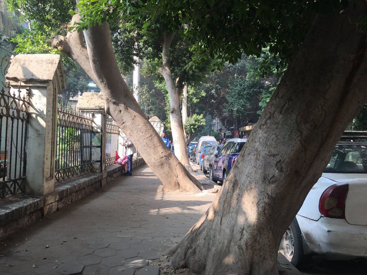 Nature will take its own course. ⁦<a href="/CairoScene/">CairoScene</a>⁩