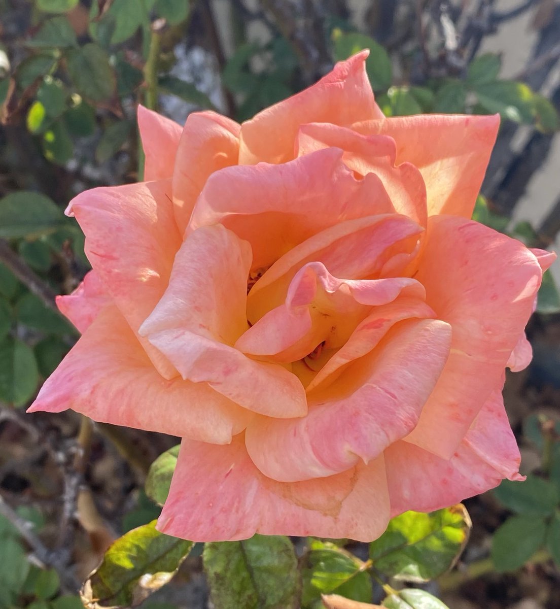Happy #RoseWednesday from my neighborhood walk yesterday. #flowers #GardenersWorld