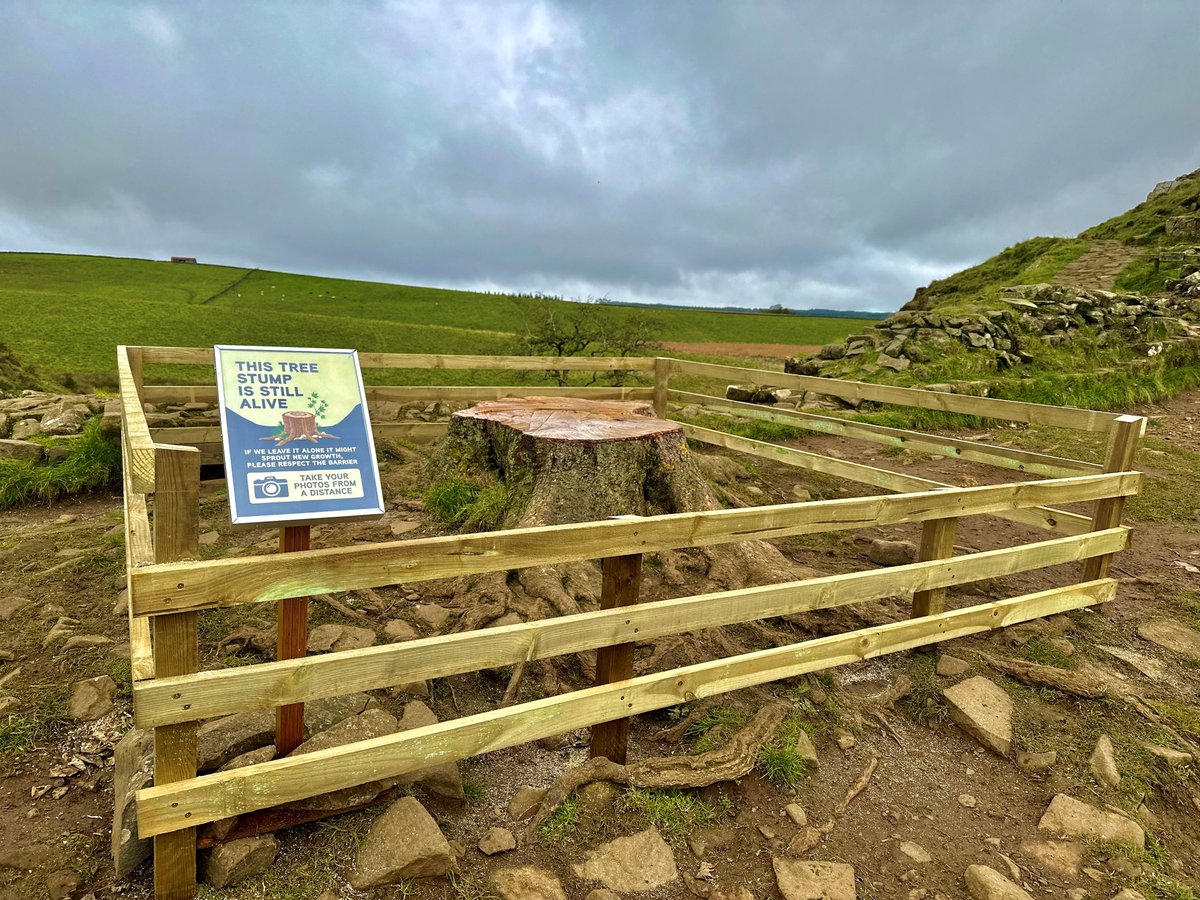 N'land National Park (@nlandnp) on Twitter photo Sycamore Gap tree ‘will live on’ as National Trust and National Park announce next steps. Seeds and cuttings taken from the felled tree are showing positive signs of propagating. Story 👉 bit.ly/3Gtj70b #SycamoreGap #SycamoreGapTree
<a href="/nationaltrust/">National Trust</a>
@NT_TheNorth Sycamore Gap tree ‘will live on’ as National Trust and National Park announce next steps. Seeds and cuttings taken from the felled tree are showing positive signs of propagating. Story 👉 bit.ly/3Gtj70b #SycamoreGap #SycamoreGapTree
<a href="/nationaltrust/">National Trust</a>
@NT_TheNorth