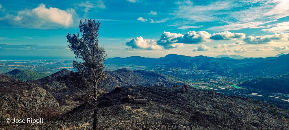 L'incendi que es va originar a Montitxelvo el mes passat va desfer les serres de la Safor i la Vall d'Albaida.
Ni és la 1a volta que es cremava la Cuta ni malauradament serà l'última.
 📷  José Ripoll 
#IFMontitxelvo