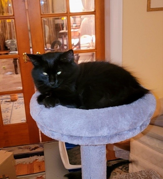 Montgomery County Community Cat Coalition (MC C³) tweet media