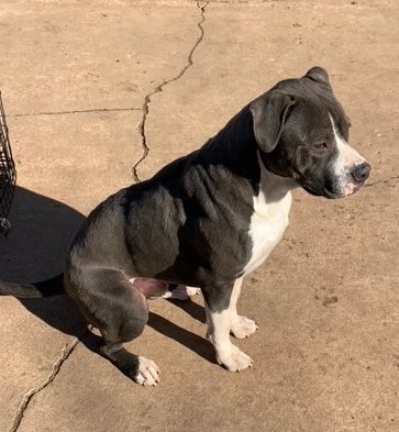 Mutt Misfits tweet media