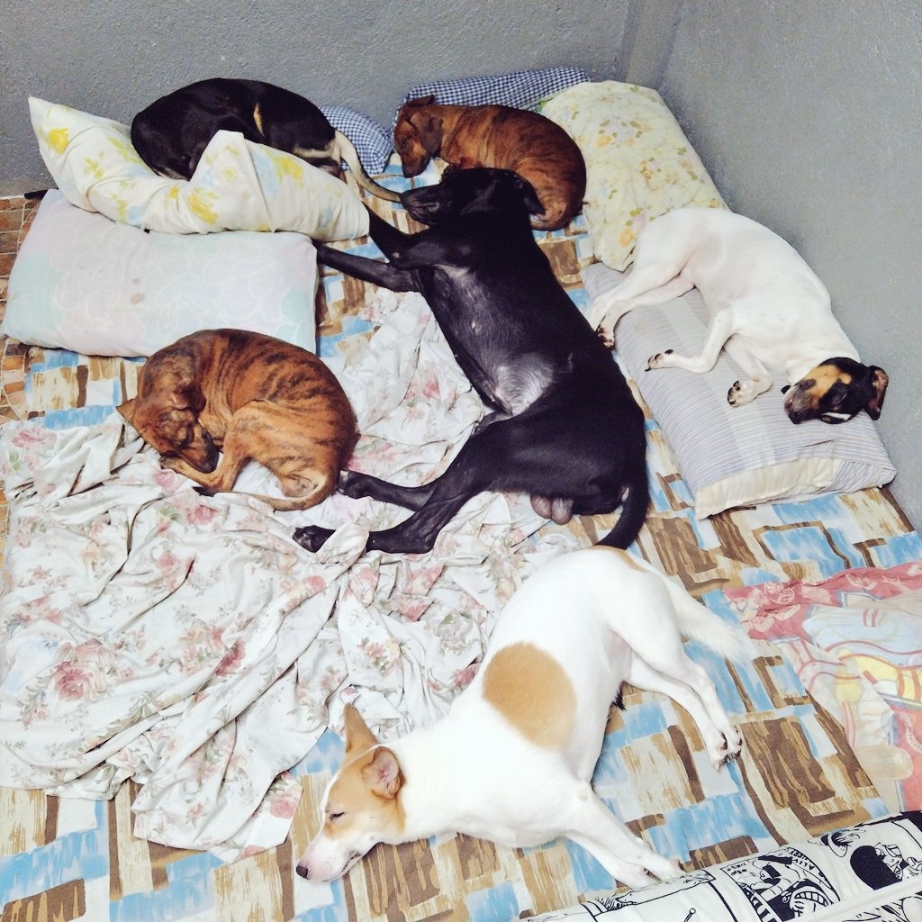 Woke up realizing that I'm alone in my bed, because these 6 beautiful furkids have their own. Ayaw na tumabi kasi malalaki na. Char! Hahaha! #dachshund #mixedbreeds #family