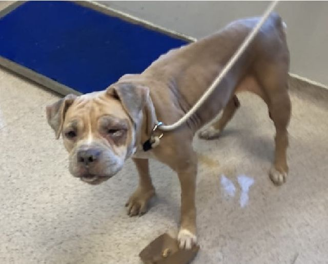 psychicwhisper3's tweet image. 💝🐾ALMA Has Been Abused &amp;amp; Beaten 
For Years😫And Still💕Everyone😭
Found Attached To A🔥Hydrant &amp;amp; Brought
In By The👮‍♂️Never Done Anything Wrong
100% Good Behaviour Loves🎾Games &amp;amp;
Intelligent. Please Break Her Out Of Here
➡️#NYCACC 5yrs DM @CathyPolicky 
#Pledge4ResQ #187917 🆘