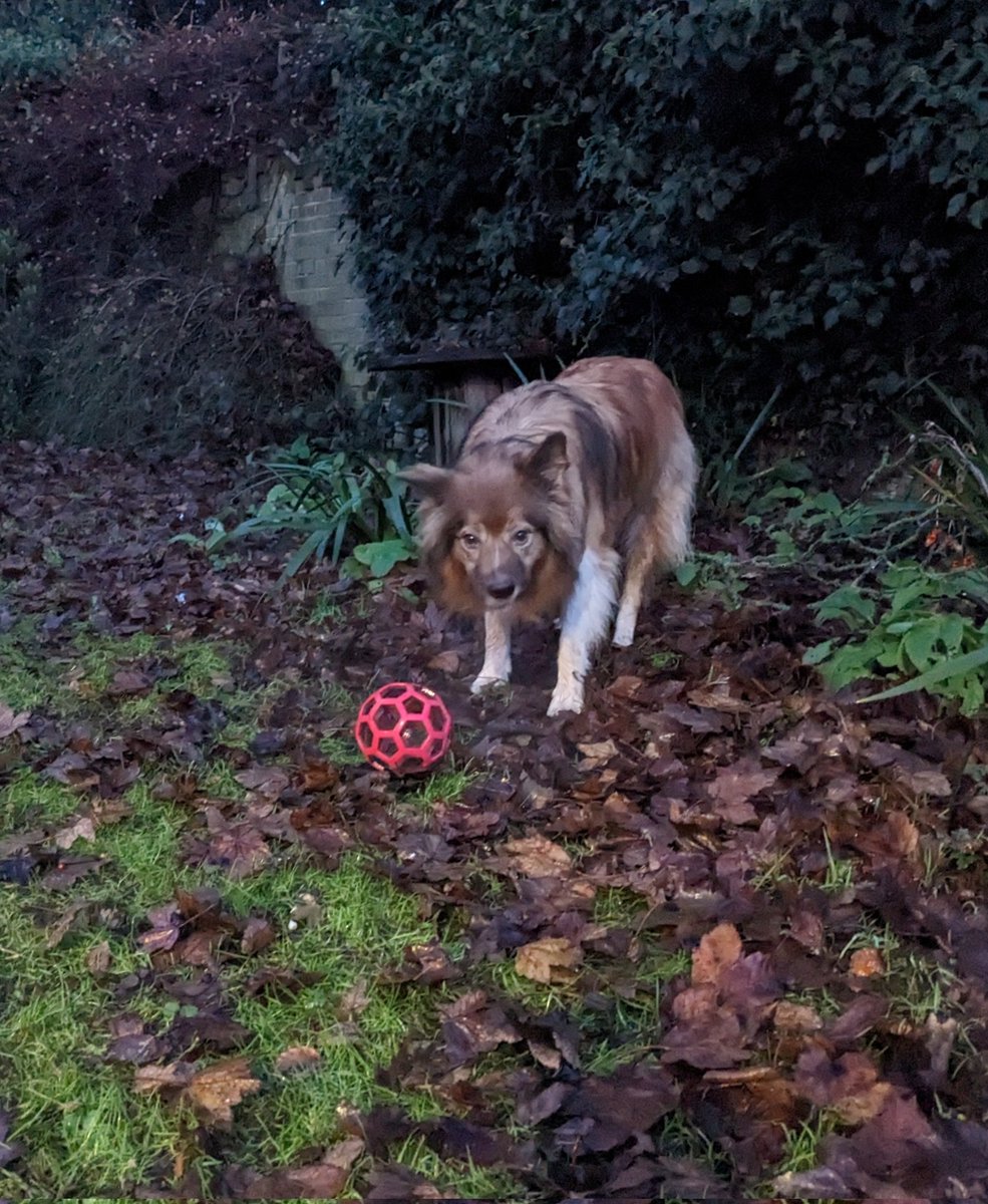 CamasTheCollie's tweet image. Dusk, making the most of what little light is left. A swift game of football in the garden. 🐾🐾⚽🌆🙂
#BorderCollie
#WinterAfternoon
#GardenGames
#WednesdayMotivation
