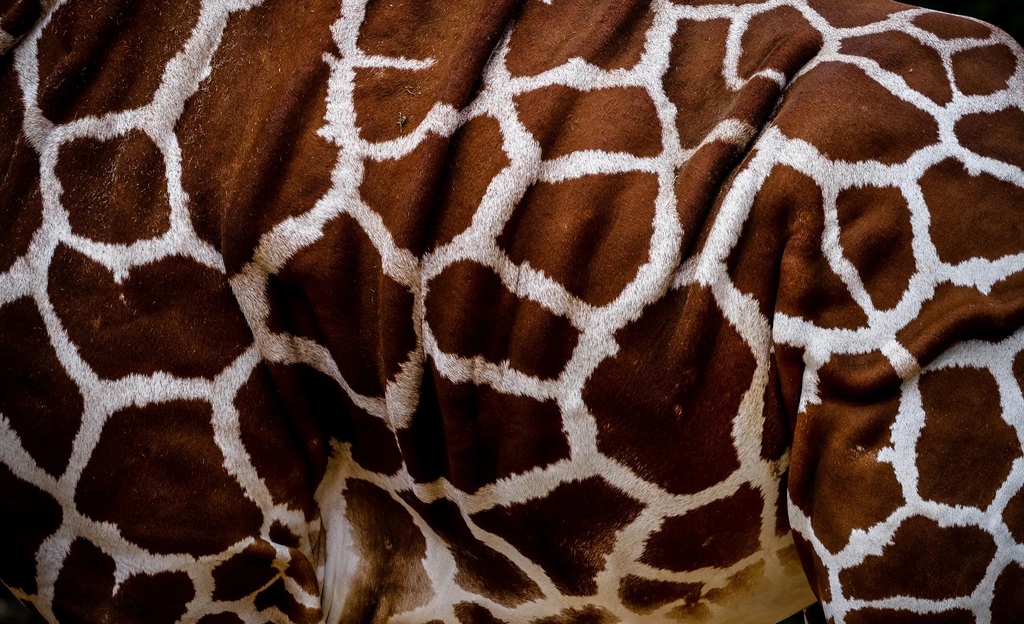 clickasnap_'s tweet image. 🦒 Nature's puzzle piece! 

📷️: clickasnap.com/profile/Creati…