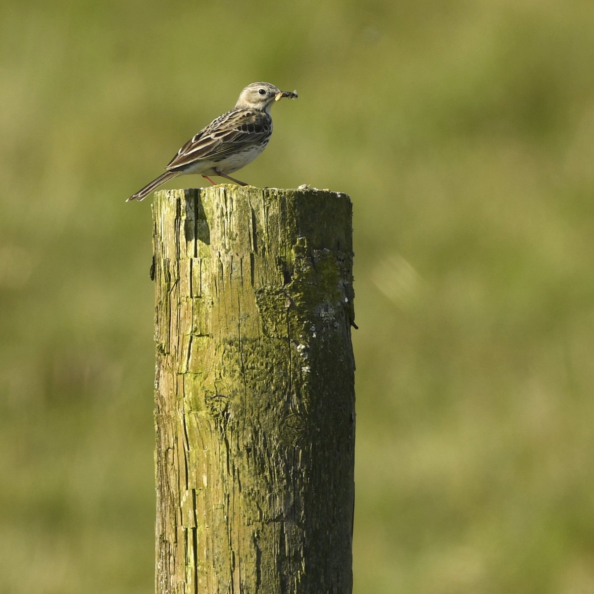 A #MeadowPipit on a wooden pole. 

#TwitterNatureCommunity #BirdsofTwitter #nature #birdtwitter #wildlife #PipitFamily