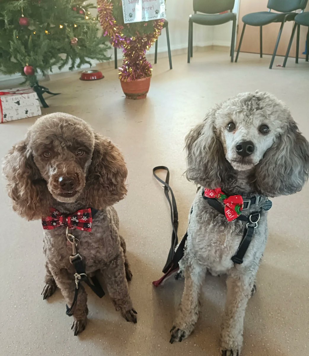 All I want for Christmas is 5 poodles under the tree! 🎄 

Mocha, Ziggy, Merlin, Pasha and Norris were among 11 dogs who attended dog skills club at @hearingdogsyorkshire BWC centre today. Not often you see this many of us in one room! 🐩 #hearingdogsfordeafpeople #assistancedog