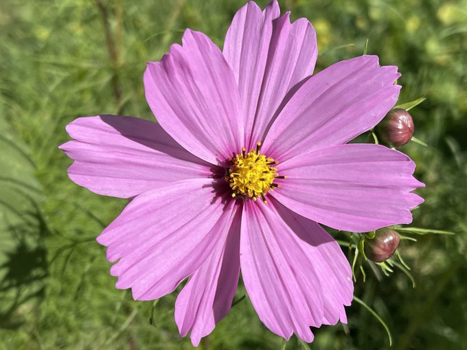 Here are just a few flowers from my garden this morning ☺️ https://t.co/NYLKnzKHf4