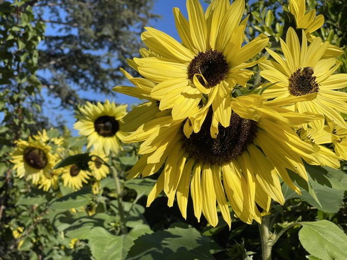 Here are just a few flowers from my garden this morning ☺️ https://t.co/NYLKnzKHf4
