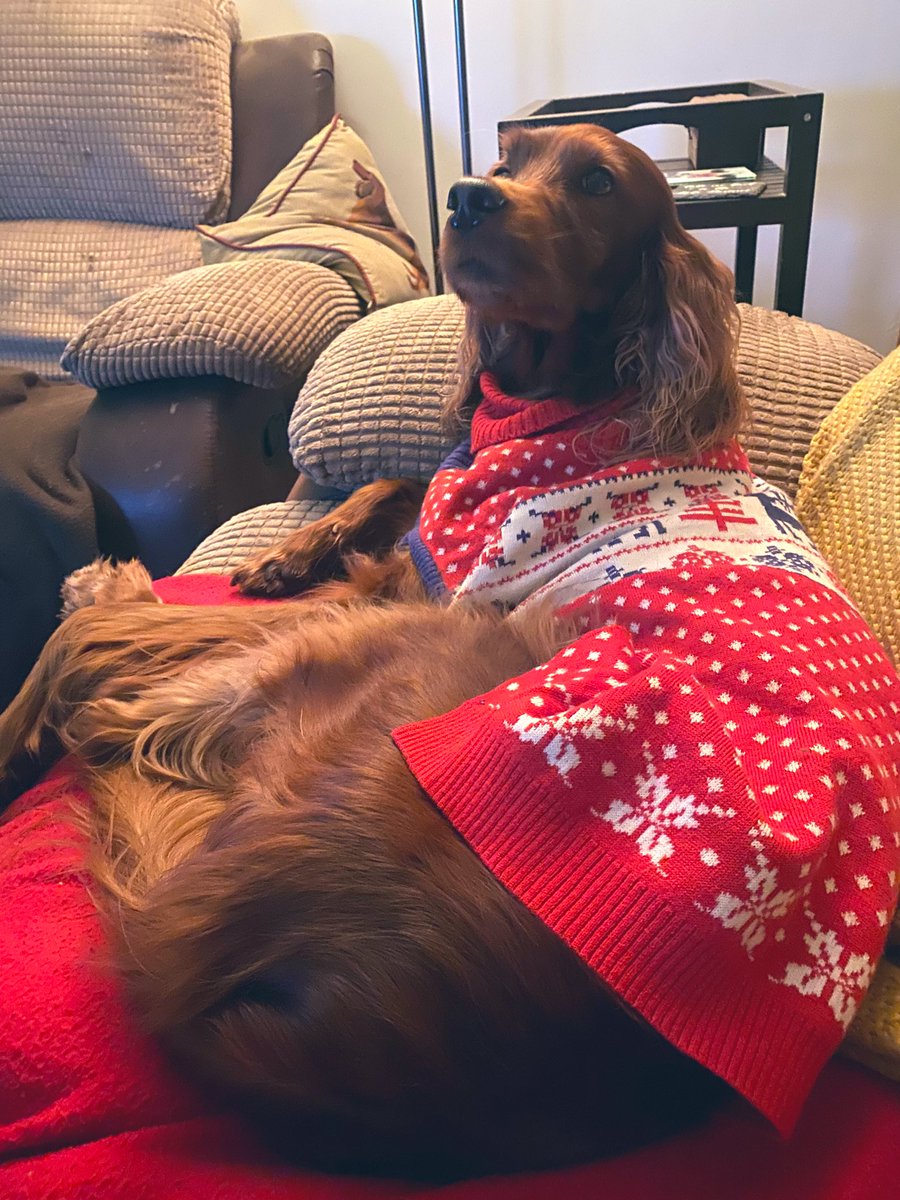 KitDavisChef's tweet image. Mabel 😍