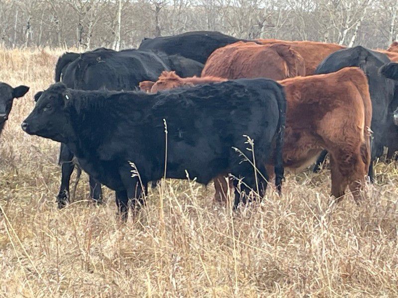 T-Bone Cattle Co. - 640# Steer Calves - 95 Head (Marwayne, AB) - Team Auction Sales teamauctionsales.com/T-Bone-Cattle-… Selling on TEAM Friday, December 8th @ 9:00 AM MST! Sign in @ teamauctionsales.com to preview and participate! #teamauctionsales