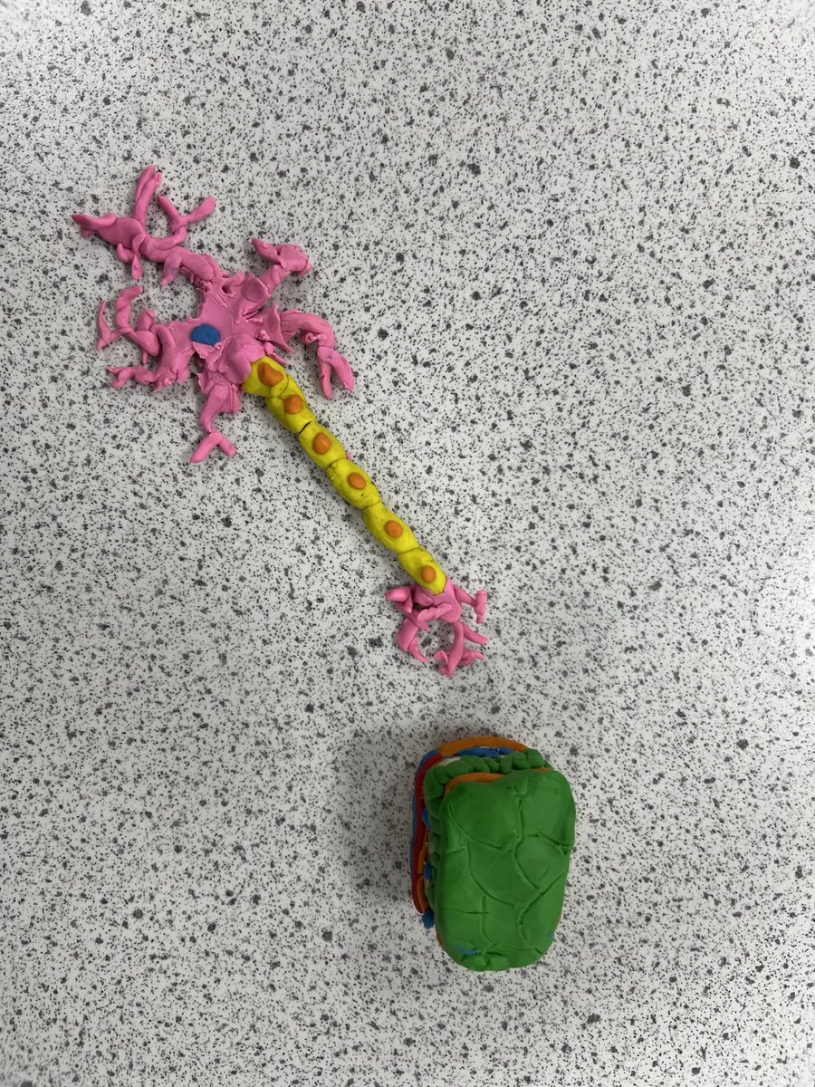 MissAllsopBio's tweet photo. Cell models in science club were a lot of fun! I challenged one of the students to show me the structure of a leaf using plasticine, and it’s safe to say they delivered! 😌👩🏼‍🔬#scienceclub https://t.co/7GKnUylZqC