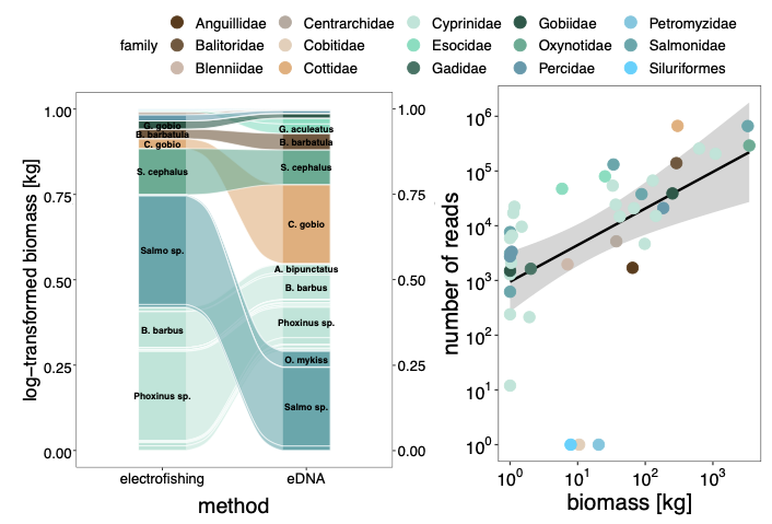 altermatt_lab's tweet photo. Fishing for #eDNA to measure #biodiversity🐟🐡:

https://t.co/thSh9UwRRB

Identifying the #fish species present in a #river based on traces  of their DNA: this method has been successfully tested at 90 sites  in #Switzerland 🇨🇭

Report @snf_ch https://t.co/1ZY1x81d8x
@bafuCH https://t.co/kWUNsHxpcO