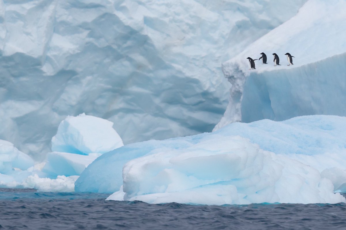bernabephoto's tweet photo. "Cahoots" Adélie penguins at Kinnes Cove, Antarctica
#photography https://t.co/JZbge1gyz7