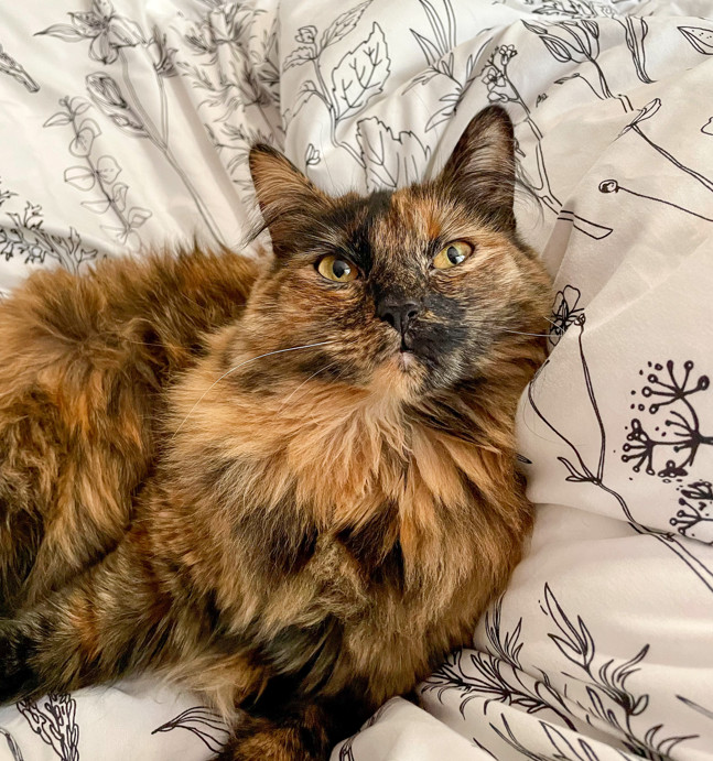 ❤️🐱 A Happy Cat Rescue Story: Calliope

Alexis says, "Calliope was rescued from a feral cat program in GA and then adopted by her mom. She makes her family smile every day with her shenanigans!”

#cats #cat #CatsOnTwitter #CatsOfTwitter #CatTwitter #meowwiki