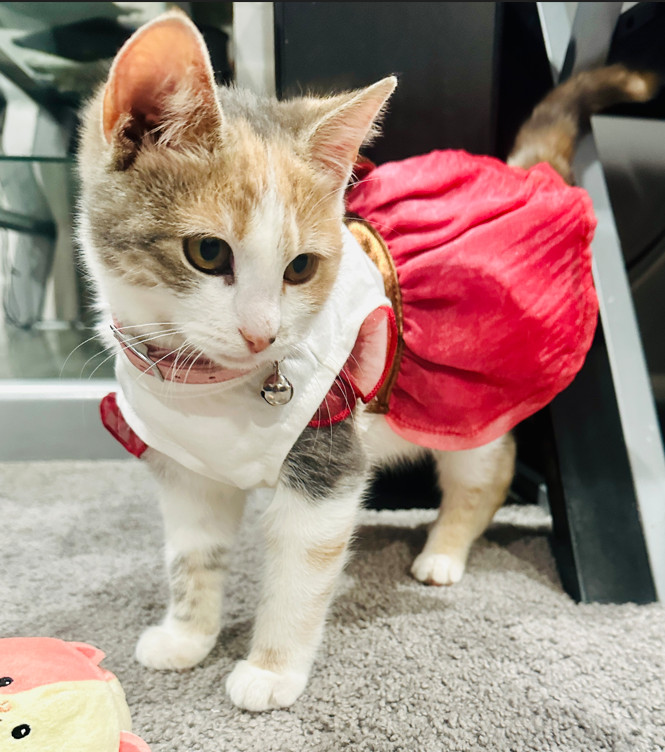 ❤️🐱 A Happy Cat Life Story: Bella

Bella (via Alliyah) says, "I'm Bella. I'm 3 months old. I love my mama so much. I love sleeping &amp; playing with my pinky toys. I also enjoy watching my dad play NBA. ❤️❤️”

#cats #cat #CatsOnTwitter #CatsOfTwitter #CatTwitter #meowwiki