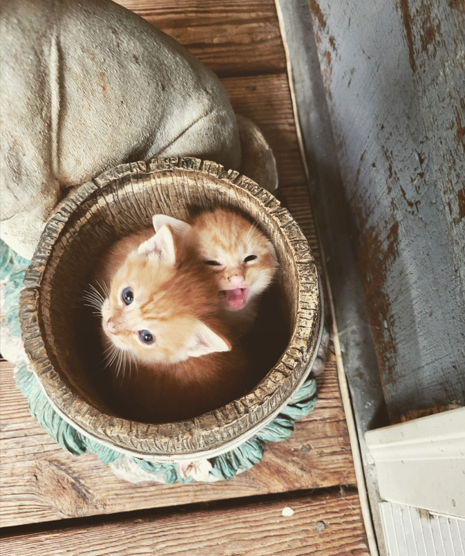 ❤️🐱 A Happy Cat Life Story: The Babies (Orange Tabbies)

Tara says, "These adorable babies were born just a few weeks ago. This is their favorite spot, as you can tell!”

#cats #cat #CatsOnTwitter #CatsOfTwitter #CatTwitter #meowwiki