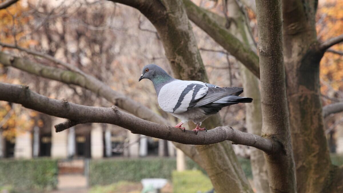 Des pigeons capturés et tués au Haras de Jardy ? Le département des Hauts-de-Seine rejette l’accusation de PAZ ➡️ l.leparisien.fr/VjXv