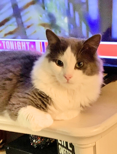 ❤️🐱 A Happy Cat Adoption Story: Leo

Lynda says, "I was looking for a Maine Coon kitten, and a friend saw Leo at a rescue foster home. She sent me a picture of him, and it was love at first sight.”

#cats #cat #CatsOnTwitter #CatsOfTwitter #CatTwitter #meowwiki