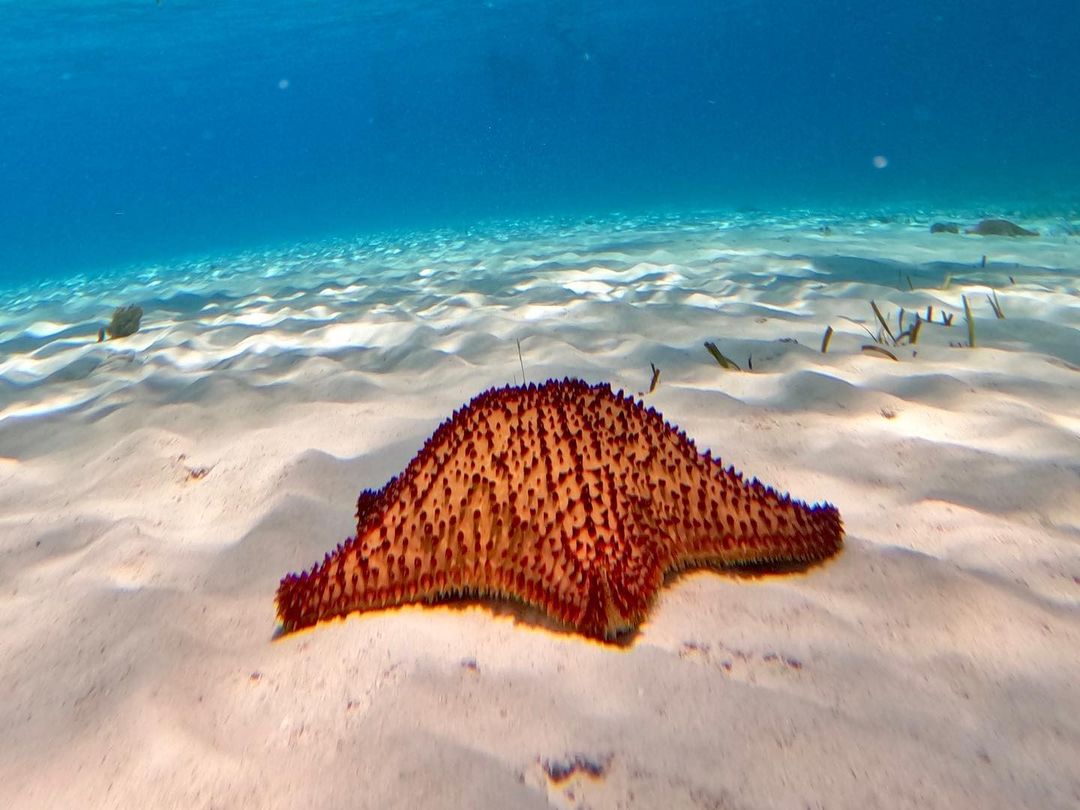 TravelDreamPlan's tweet photo. Missed the Hong Kong Dive Expo? No worries! Catch up on the latest in underwater wonders, exhibitor highlights, and the best dive destinations. 
Share your favourite water moment!  Here is mine. 

📍Cozumel, Mexico
#HKDiveExpo #WaterMemories https://t.co/egvvm6EccJ
