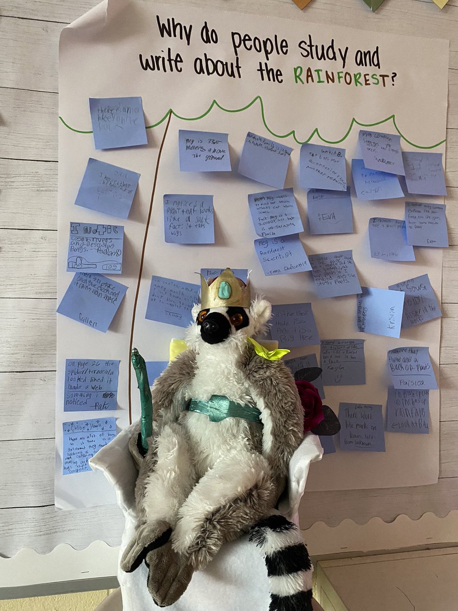 Meet King Julian/Oreo. This lemur is the class mascot for 5th grade students in Ms. Scott’s room throughout their study of the rainforest. His student-created accessories (and throne) are top-notch. @msrachel0 @ELeducation @Hamilton_Instr