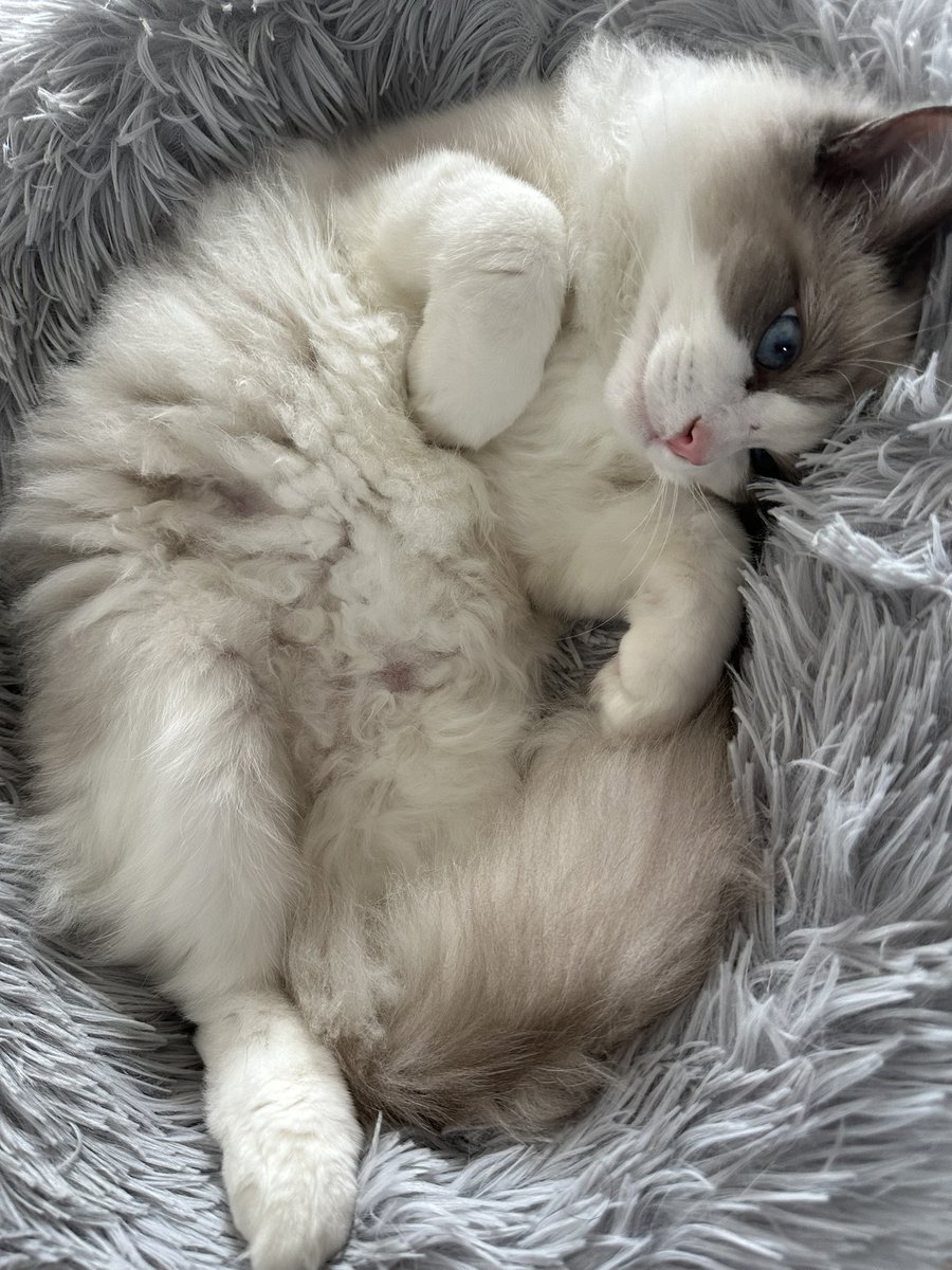 猫猫也会有心事吗