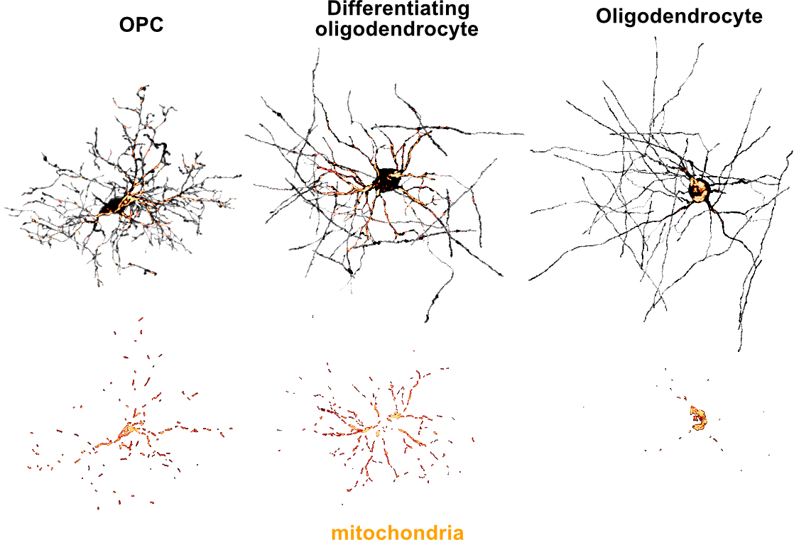 New work by Xhoela reveals how mitochondria change during oligodendrocyte generation. In addition to showing precisely how these organelles are partitioned in the cell, Xhoela also discovered that animal arousal impacts mitochondrial motility in OPCs. biorxiv.org/content/10.110…