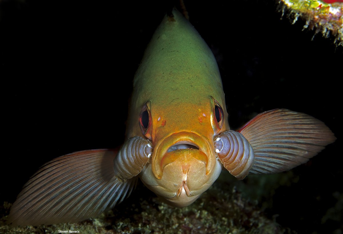 Double trouble. Unfortunate fish with two large Isopods attached.