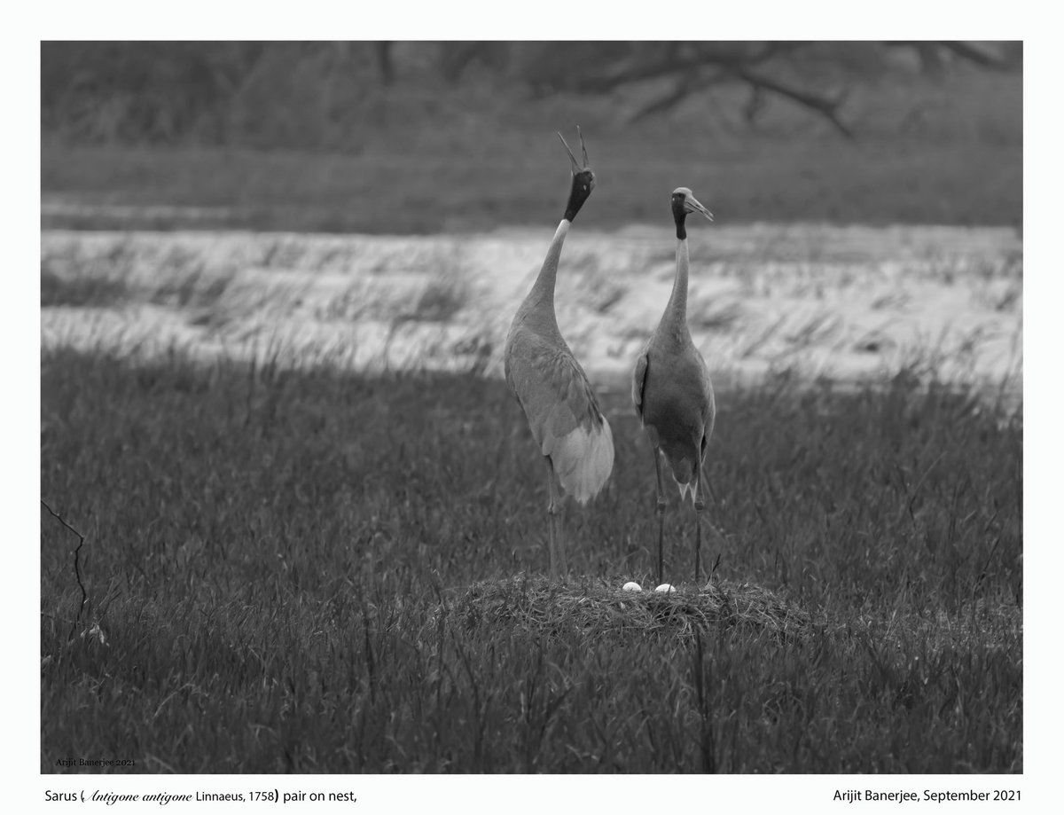 The call of the wild… #sarus #antigoneantigone #gruidae #Bharatpur #rajasthan #india @IndiAves @WCSIndia @gopisundarks