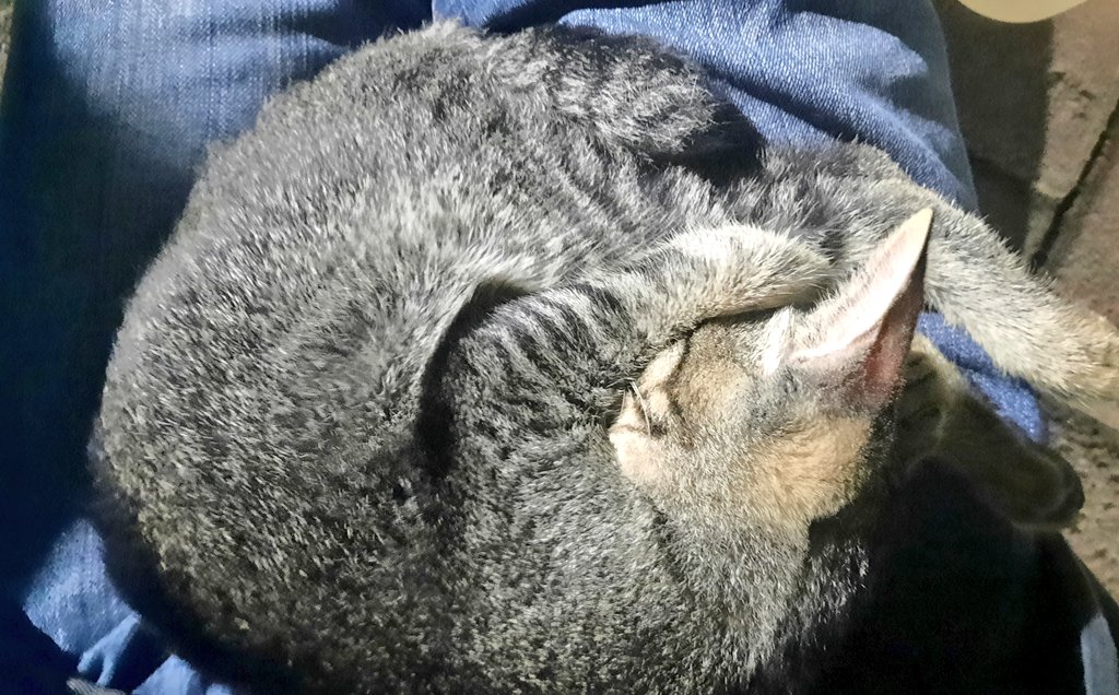 Konsep tidurnya trenggiling kah?