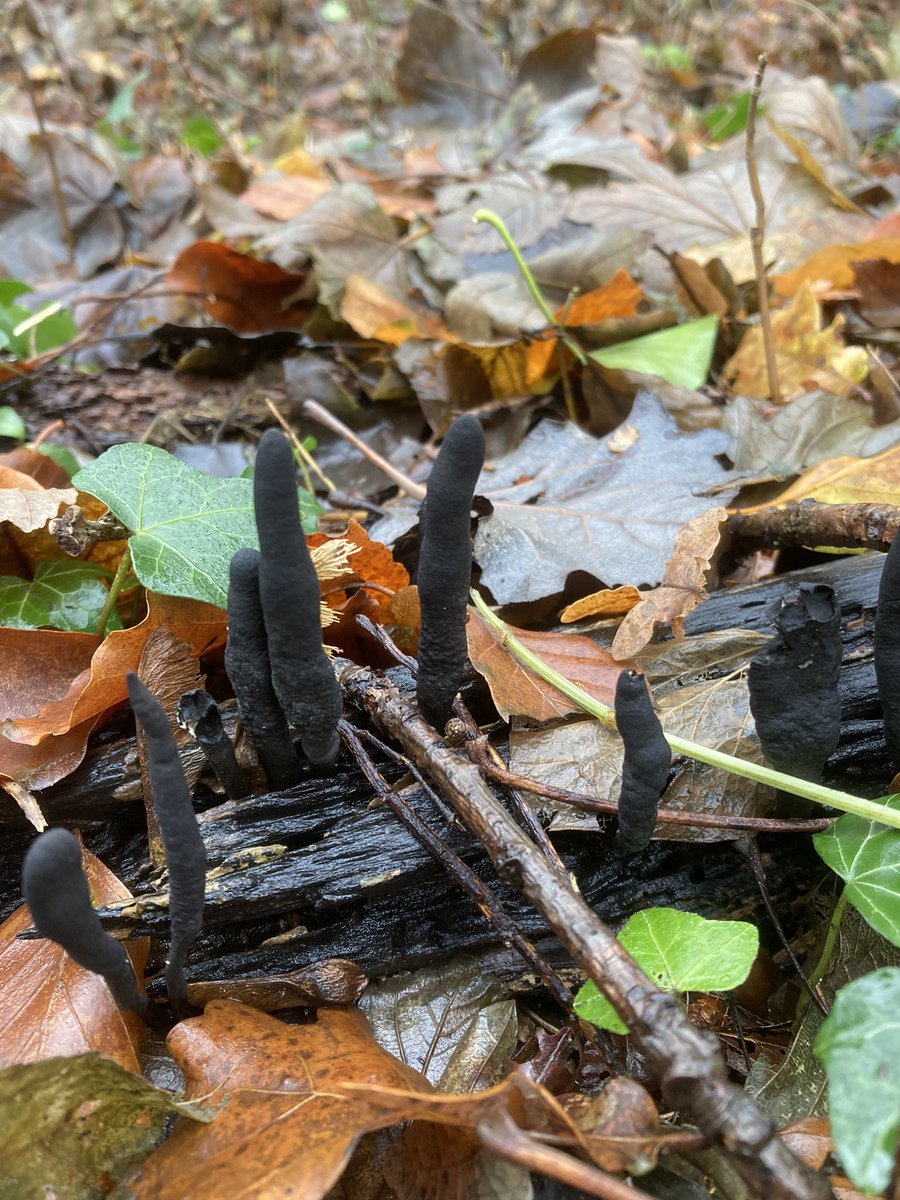 Houtknotszwammen in het Staelduinse bos.#regiokuststreek <a href="/ZHLandschap/">Zuid-Hollands Landschap</a> <a href="/NedMycVer/">NMV-Mycologen</a>