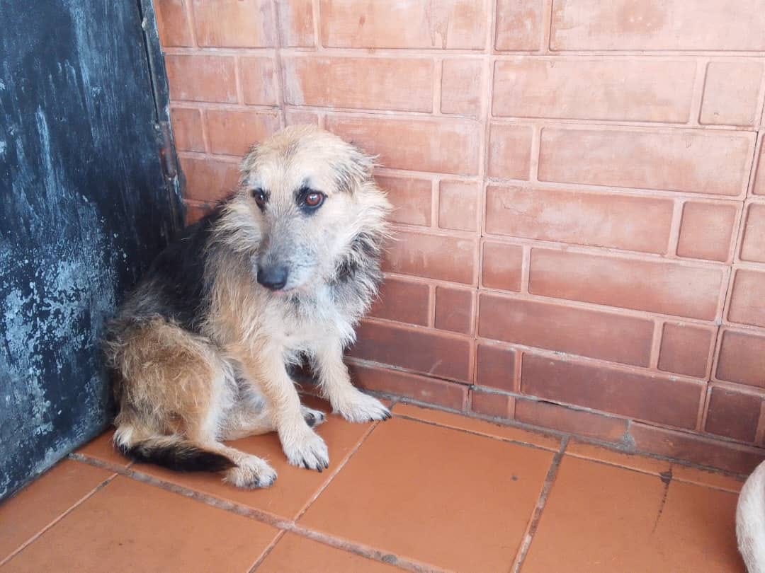 PerroUsuario's tweet photo. Este pequeño fue rescatado del maltrato recibido por sus dueños. Tiene aprox. 2 años, no está castrado, es tranquilo, se da con niños y otros perritos. Por el maltrato es un poco miedoso, necesita paciencia y amor. Está en La Pastora. Sra. Merly  04120442224 CARACAS. https://t.co/OFpPUUKJBc