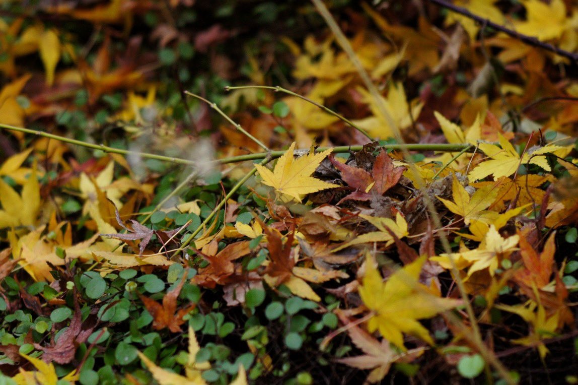 junklens's tweet photo. 玉ボケになるレンズですが、いい被写体がなくて落ち葉🍁の写真を😅
手ブレが酷いのをシャッタースピードでごまかしています。最近は一脚を使ってますがこれはナシです。 https://t.co/iWU4ozSBIt