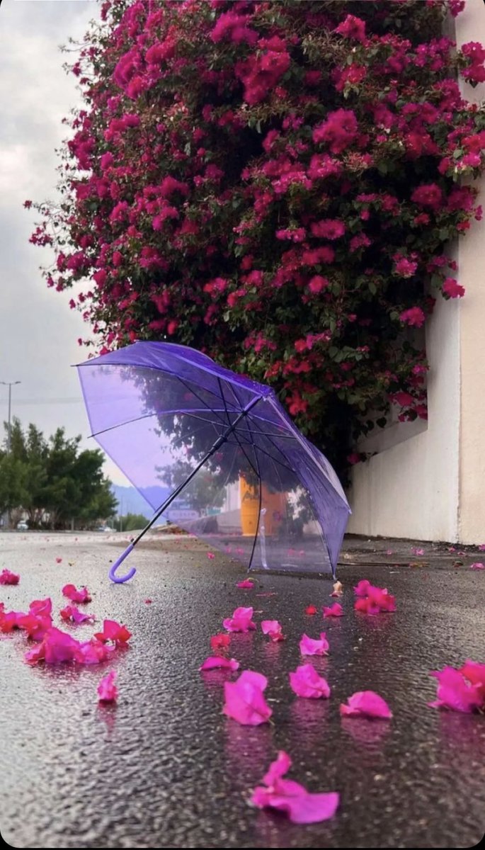 hopeOnly__'s tweet photo. @_shosh1i يمممه ي الجمال https://t.co/n2AXMqXGD7