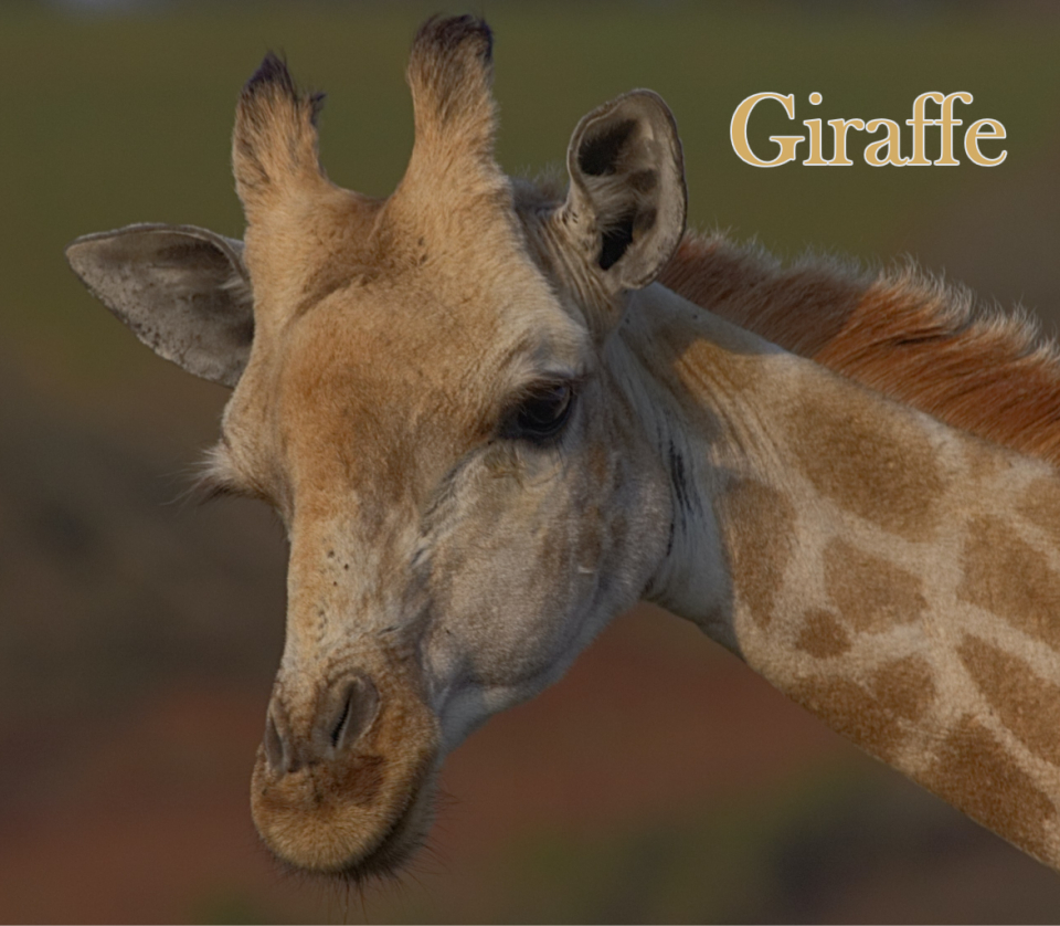 #Headshot of #Giraffe , #South #Africa . . . #GiraffeHeadshot #WildGiraffe #LongNeck #AfricaGiraffe #Giraffa #AfricaSunset #SouthAfricaHerbivore #WildMammal #SouthAfricaWildlife #SouthAfricaTrip #WildAnimal #AfricaSavanna #WildlifeHabitat #AfricanWildlife #WildlifeEnglish