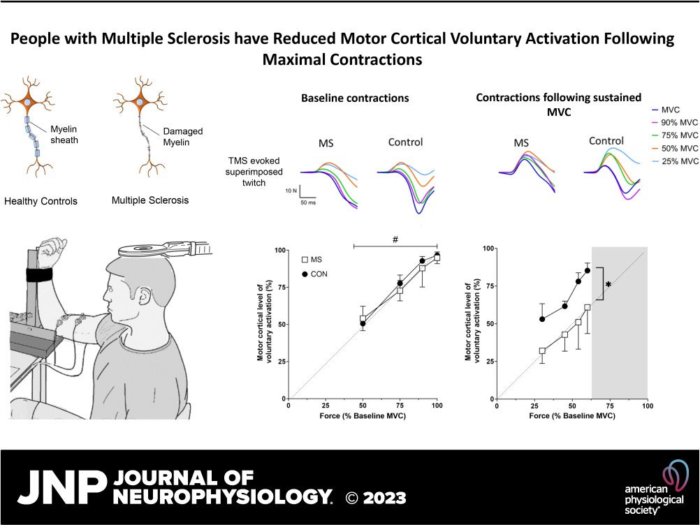 In this research, @EmilyJoyBro et al. use #TranscranialMagneticStimulation to demonstrate that people with relapsing-remitting multiple sclerosis (MS) have a reduced ability to activate muscles following maximal effort-fatiguing contractions. ow.ly/ykWg50Qe8uT @SuSabapathy