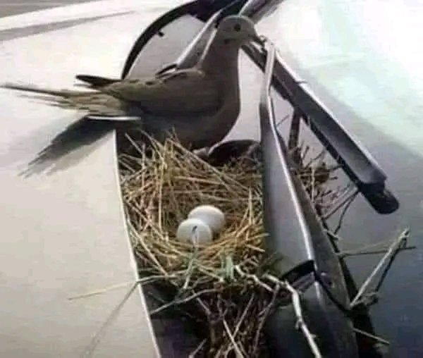 This man didn't start his car for a month until this dove hatched its eggs. He said: "As long as she chose my car to build her nest, I'll match her spirit." 

THE $FINALE IS HERE. THE REAL $PSYOP BEGINS.