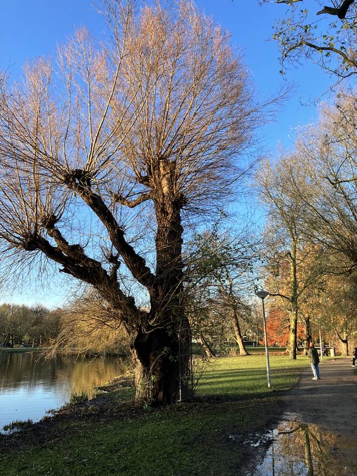 #Amsterdam #Vondelpark in #Autumn