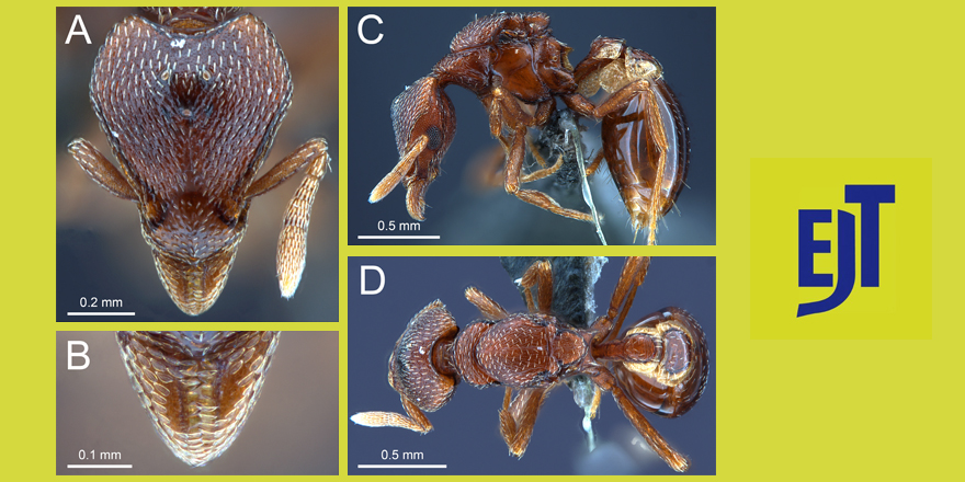 [#Entomology] 🐜Further additions to the knowledge of Strumigenys (Formicidae:  Myrmicinae) within South East Asia, with the descriptions of 20 new  species

✒️ Kit Lam Tang, Benoit Guénard
🔗 DOI: doi.org/10.5852/ejt.20…
#Formicidae  #Myrmicinae #ants #newspecies #trapjawants