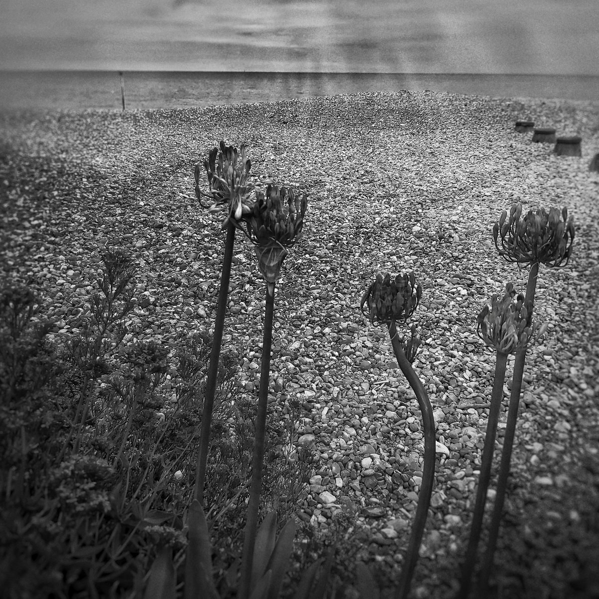 ClarkMail's tweet photo. Eastbourne:
©️ Roy Clark 2023
#Eastbourne #sussex #coast #Coastal #seaside #beach #peeblebeach https://t.co/1kjQrklS2f