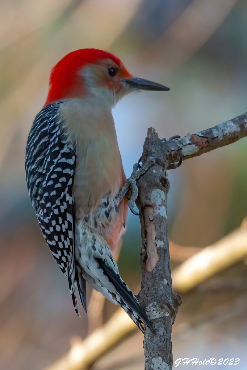 Red-bellied Woodpecker on a late December afternoon.
#TwitterNatureCommunity #NaturePhotography #naturelovers #birding #birdphotography #wildlifephotography #woodpeckersoftwitter #redbelliedwoodpecker #woodpecker