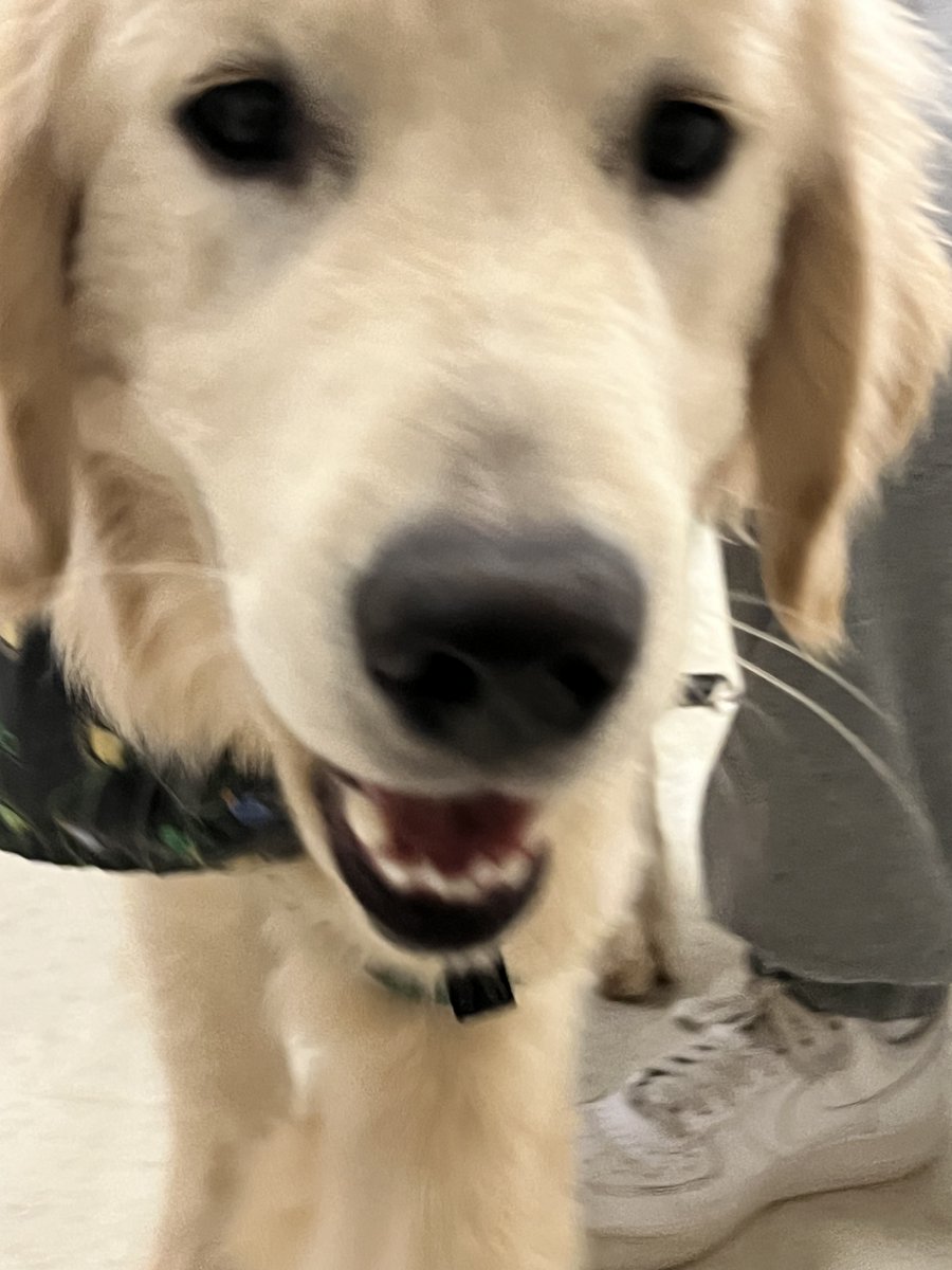 The PAWSitive Warriors encourage all students to be like Bacon and focus on the finish line this fall semester. Check grades, look for missing work, and get a study plan in place for finals!
<a href="/CherokeeSchools/">Cherokee Co. Schools</a> <a href="/CHS_Warriors/">Cherokee HS Warriors</a> <a href="/CcsdCares/">CCSD C.A.R.E.S.</a>