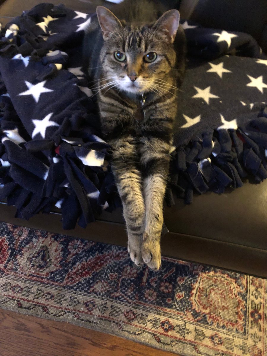 cashflowcookbk's tweet photo. It's been a long journey, but I'm proud to finally be a US Citizen!  Even our cat, Fen was feeling patriotic. A big thanks to my family and friends who all helped to make this possible. https://t.co/J9wjCrieGd