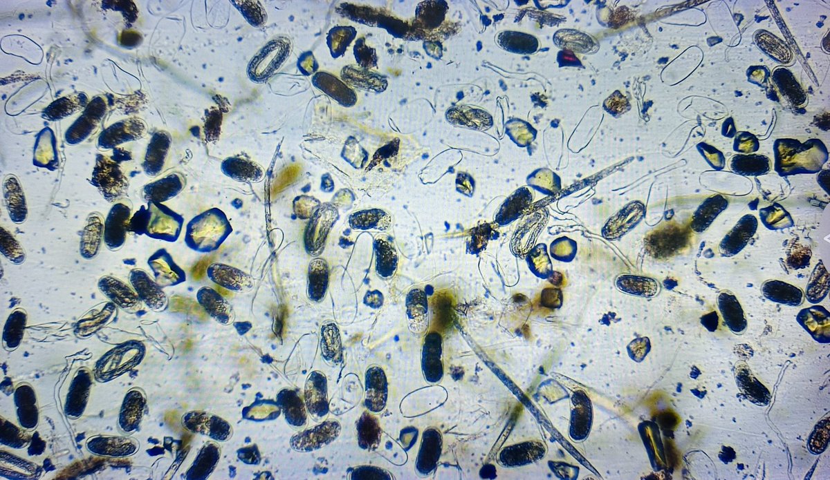 Dr. Lesley Schumacher tweet media