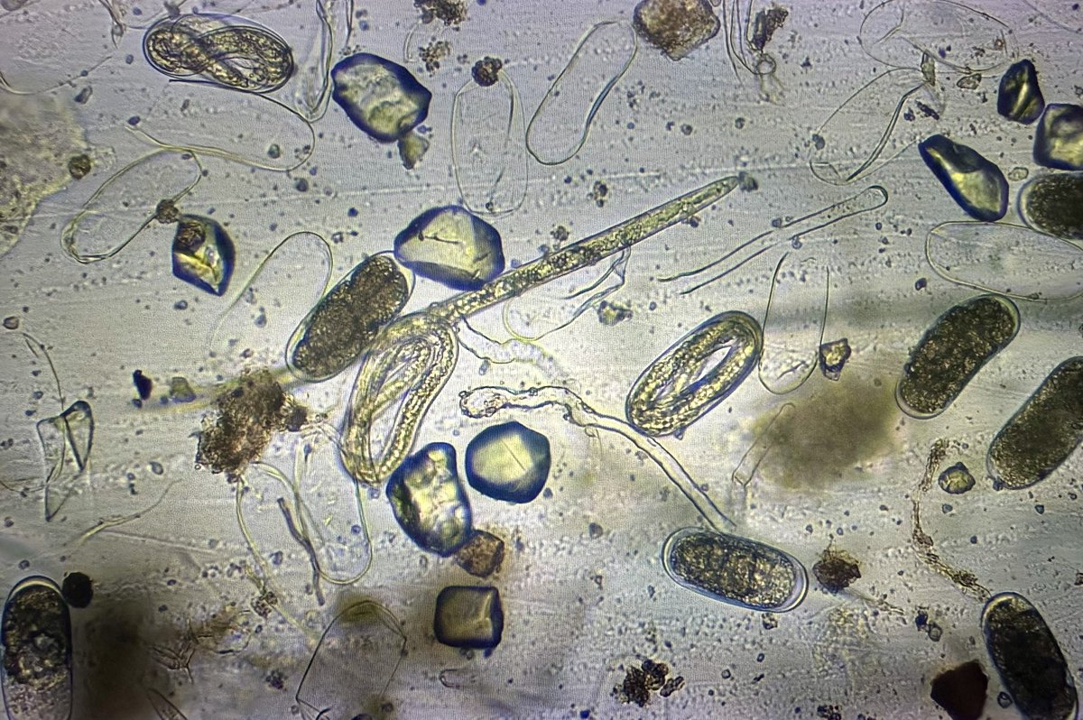 Dr. Lesley Schumacher tweet media